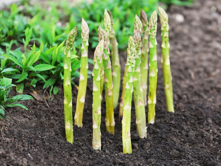 Spargel pflanzen und pflegen im Freiland