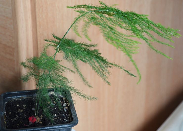 Vermehrung von Asparagus setaceus