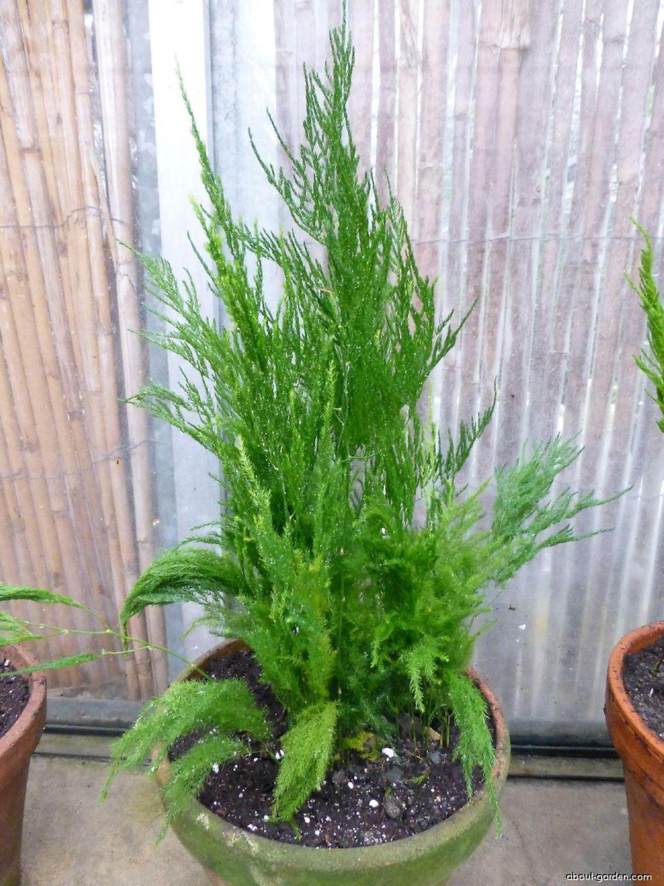 Asparagus pyramidalis – Anzucht aus Samen