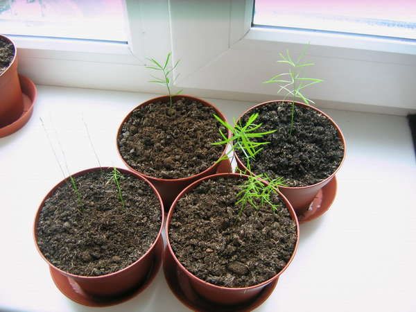 Vermehrung des Asparagus durch Knollen