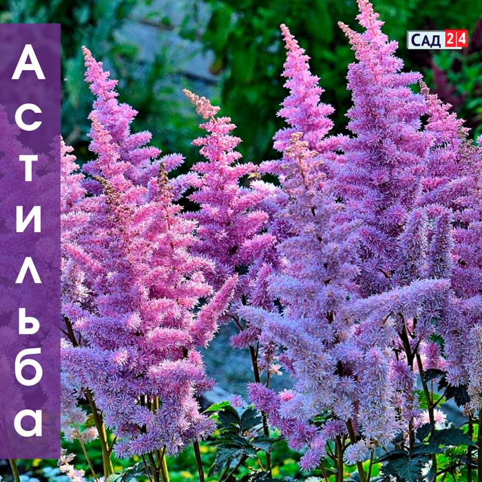 Astilbe aus Samen pflanzen und pflegen