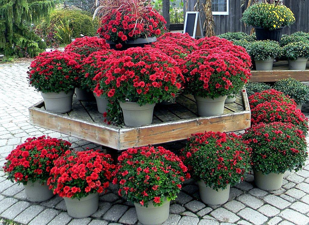 Alstiba im Garten – Anbau und Pflege