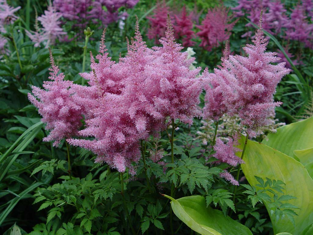 Astilbe – Anbau und Pflege im Freiland