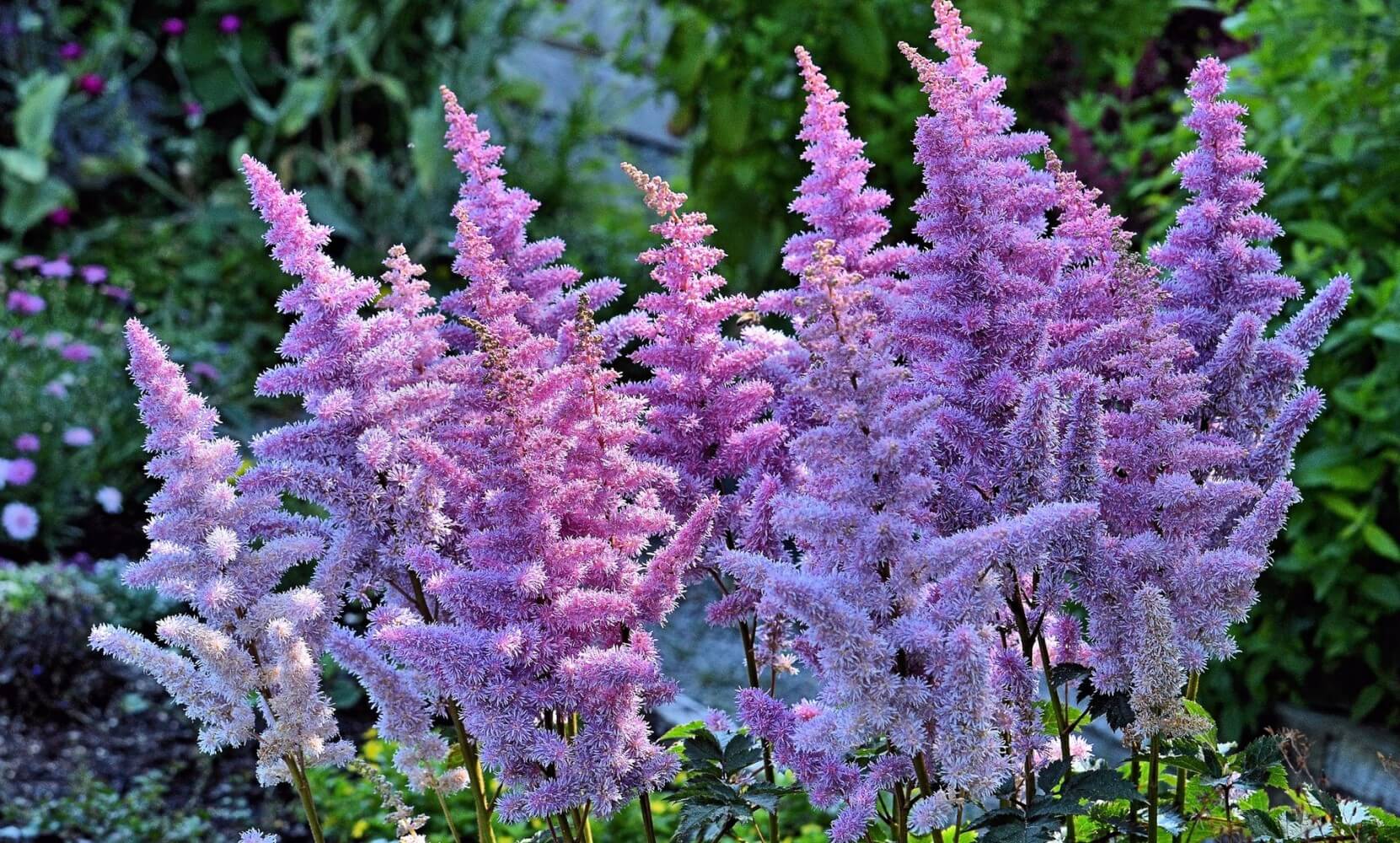 Astilbe – Pflanzenmerkmale