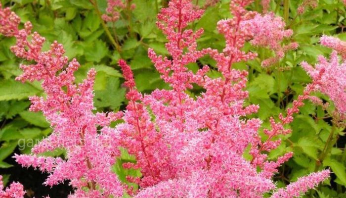 Astilbe-Vermehrung durch Samen