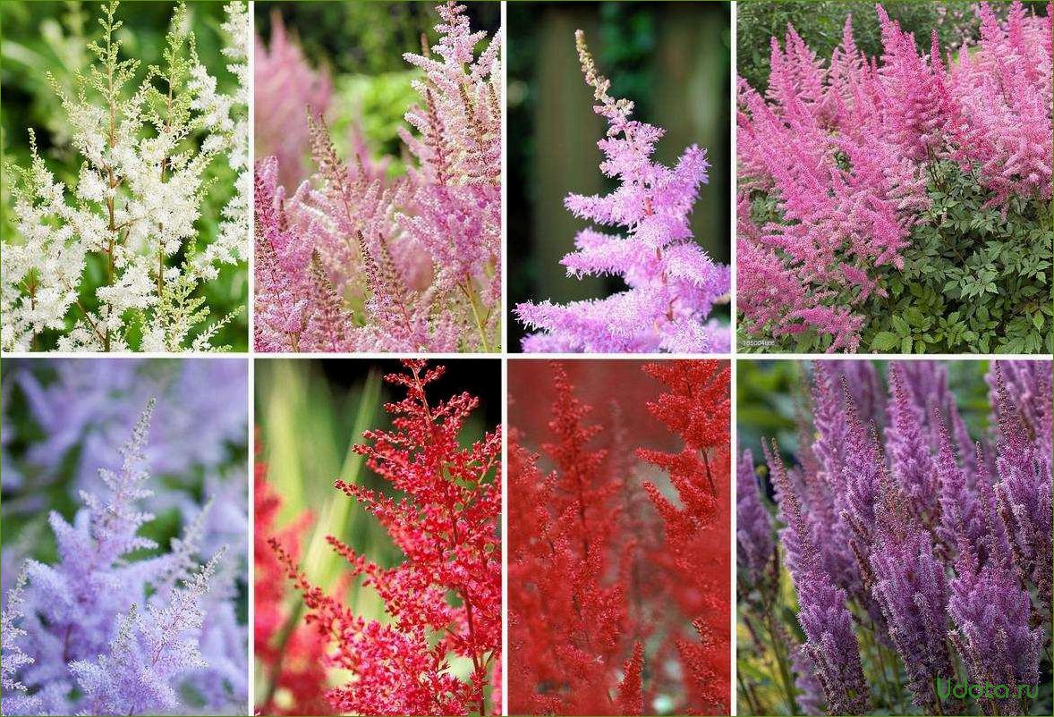 Astilbe-Sorten auf Fotos. Anbau von Astilbe