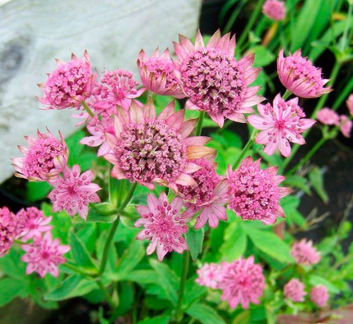 Astrantia auf dem Foto