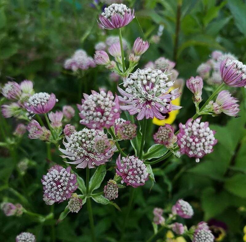 Astrantia Rosa Symphonie: Aufzucht aus Samen