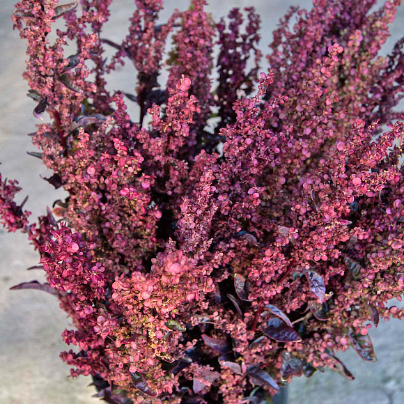 Atriplex hortensis 'Rote Feder': Anbau aus Samen