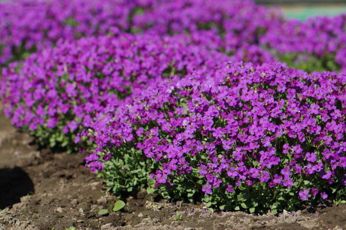 Aubrieta: Anzucht aus Samen zu Hause
