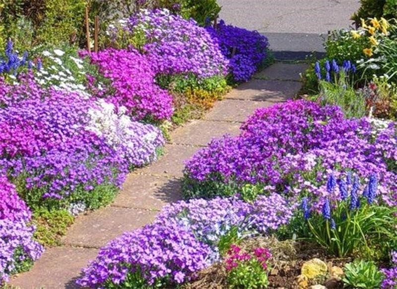 Aubrieta – Pflanzung und Pflege im Freiland