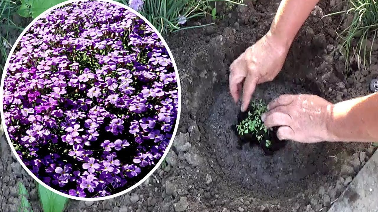 Wann sollte man Aubrieta aus Samen aussäen?