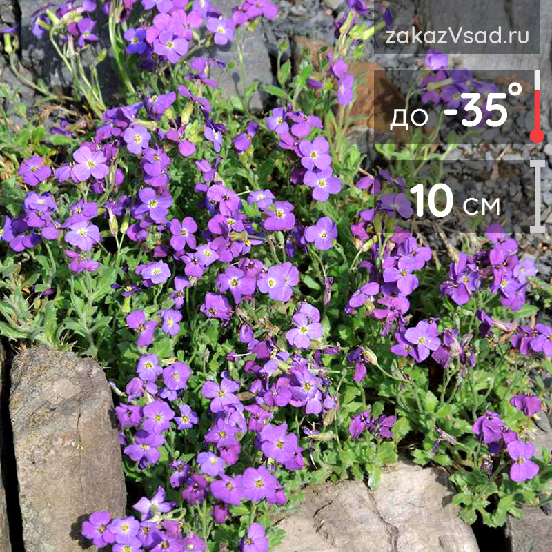 Aubrieta Cascade: Aussaat, Pflanzung und Pflege