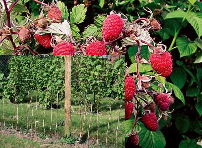 Herbstpflanzung von Himbeeren