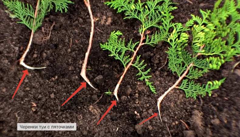 Stecklingsvermehrung von Thuja im Herbst ins Freiland
