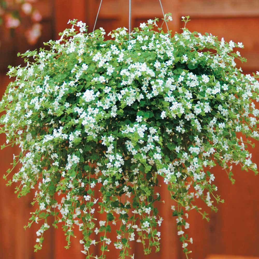 Bacopa Pflege und Anbau