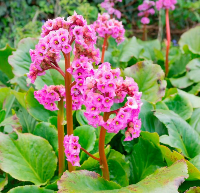 Bergenia: Verwendung