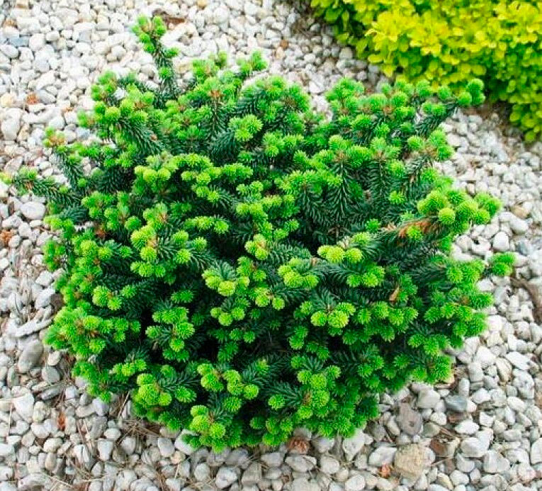 Balsamtanne Nana Pflanzung und Pflege