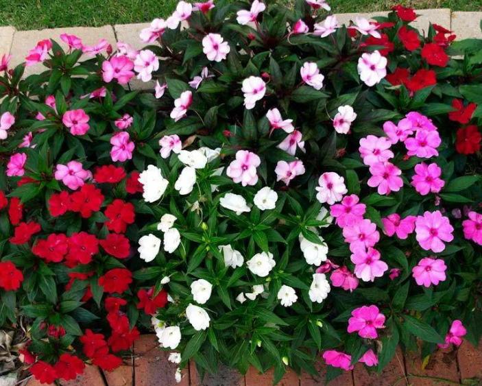 Gartenbalsam: Aussaat aus Samen