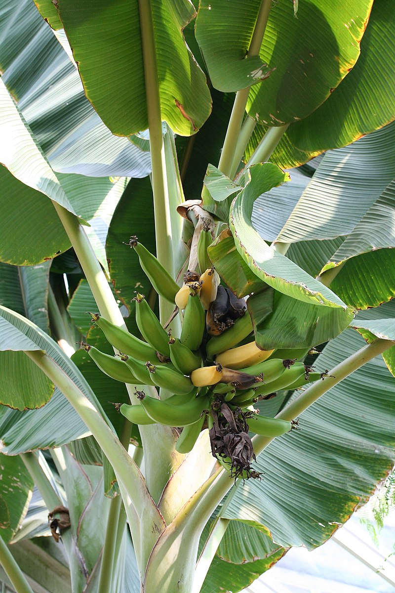 Bananenpalme: Pflanzung und Pflege im Freiland