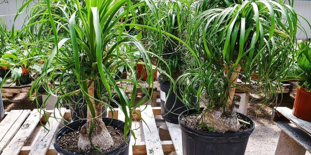 Wie pflegt man Beaucarnea?
