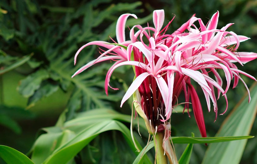 Schöner Crinum auf dem Foto aus warmen Ländern