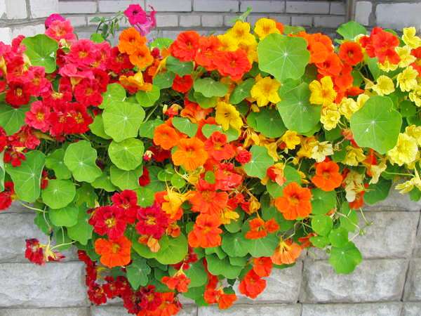 Schöne Kapuzinerkresse-Blüten im Garten und auf dem Balkon
