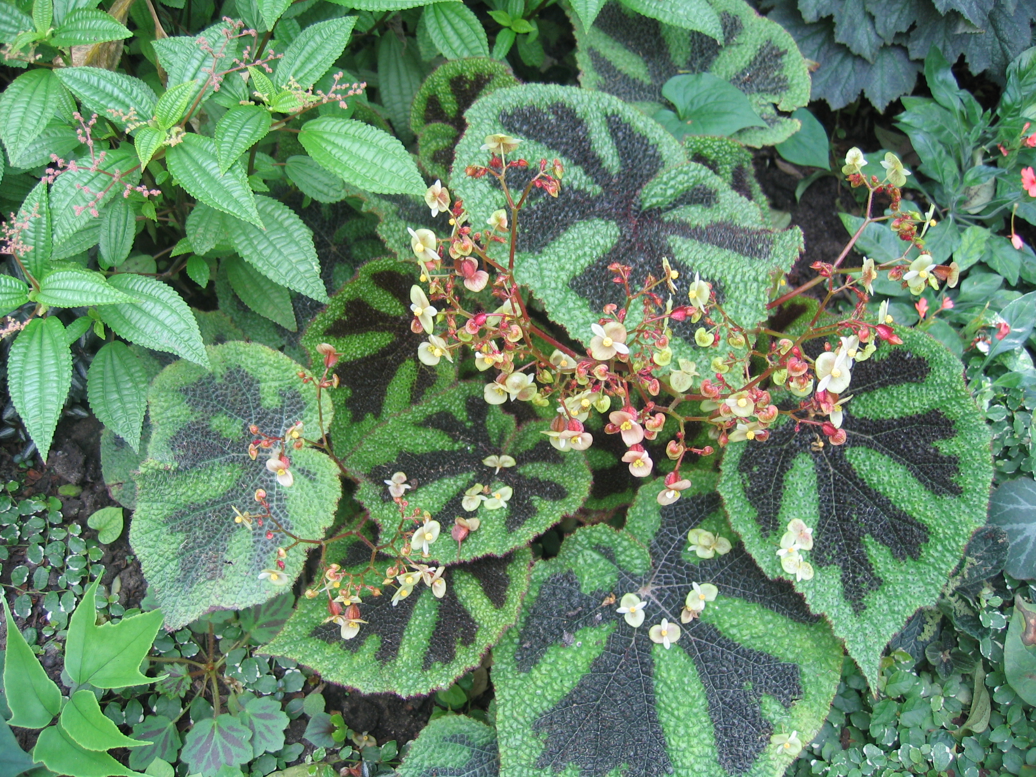 Vermehrung von Begonia masoniana