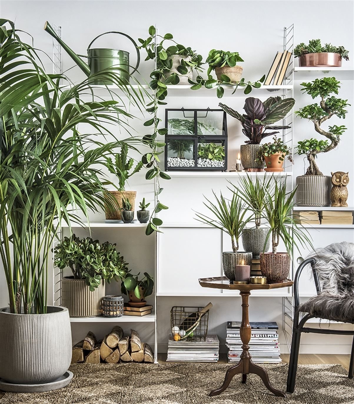 Nutzen von Zimmerpflanzen in der Wohnung