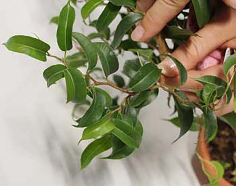 Ficus Benjamina: Beschneiden einer ausgewachsenen Pflanze