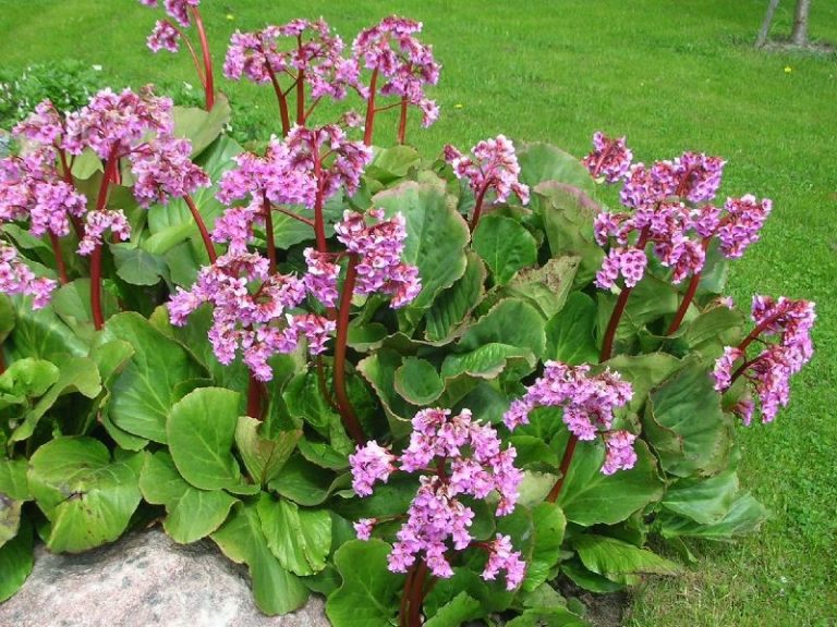 Bergenia pflanzen und pflegen im Garten