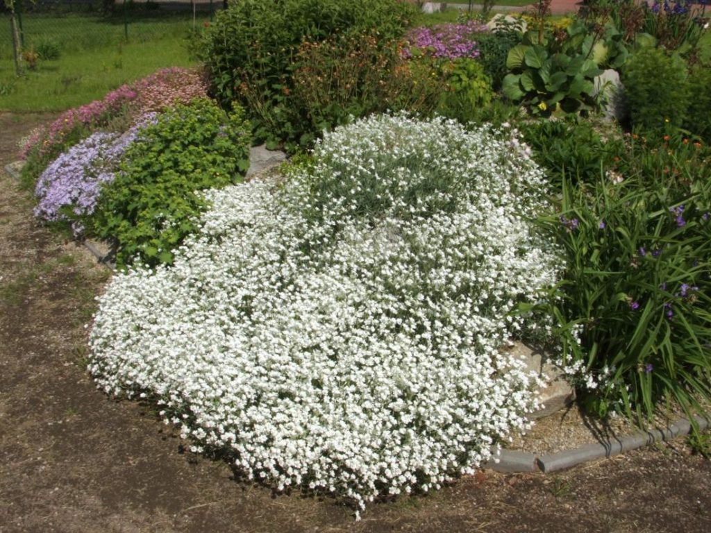 Hornkraut-Schneeteppich: Anzucht aus Samen