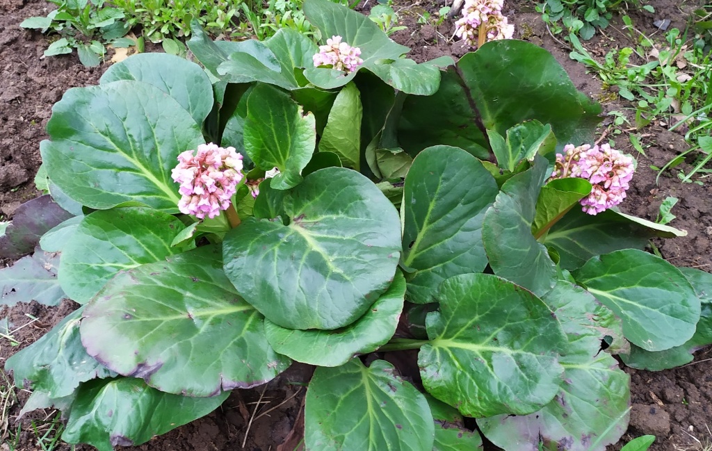 Bergenia crassifolia Pflanzung und Pflege