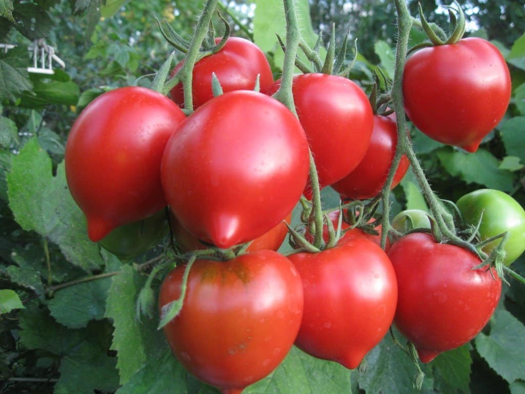 Die besten Sorten großer Tomaten für den Freilandanbau