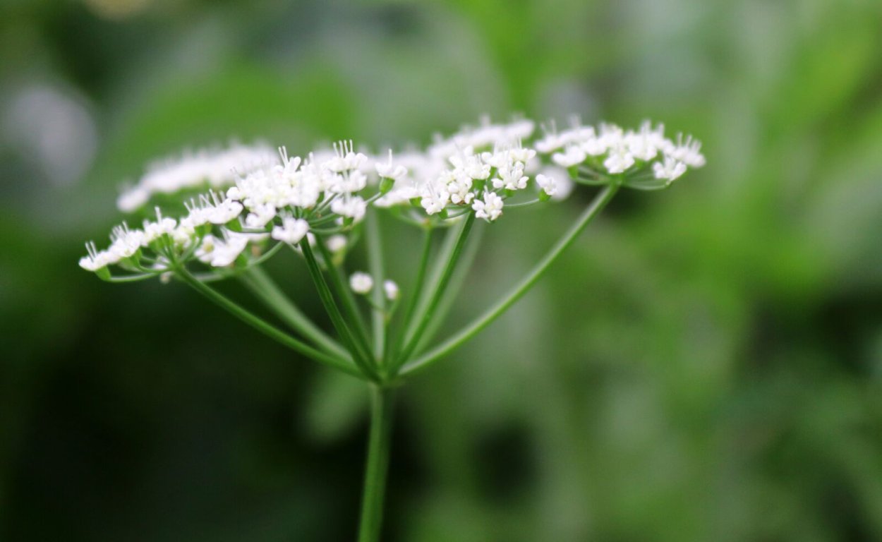Ackerwinde (Unkraut)