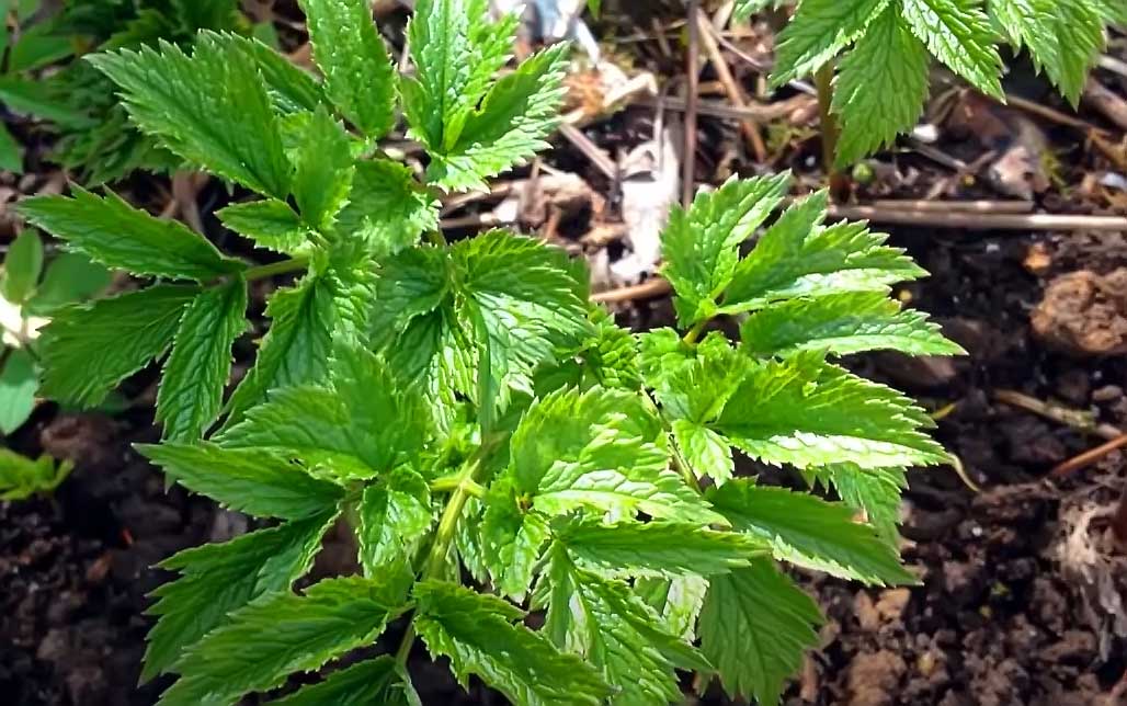 Cimicifuga – Pflanzenanwendung