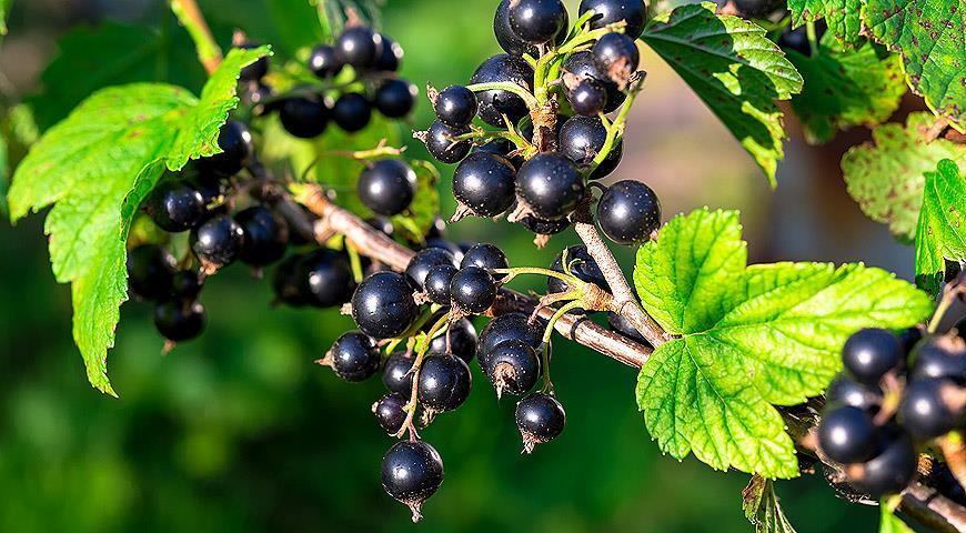 Schwarze Johannisbeere: Wie pflanzt und pflegt man sie?