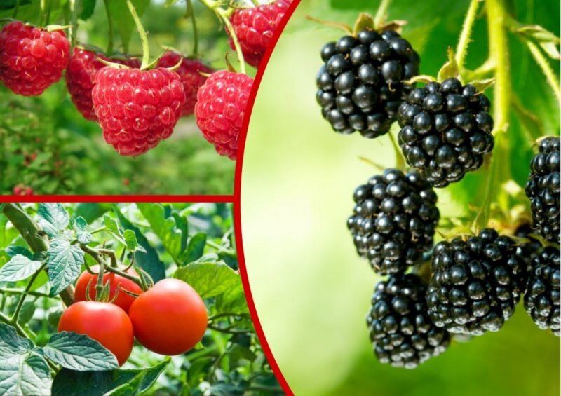Verträglichkeit von Brombeeren mit anderen Pflanzen
