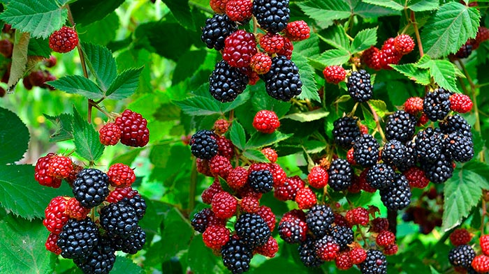 Brombeere: Anbau und Pflege, Strauchformung
