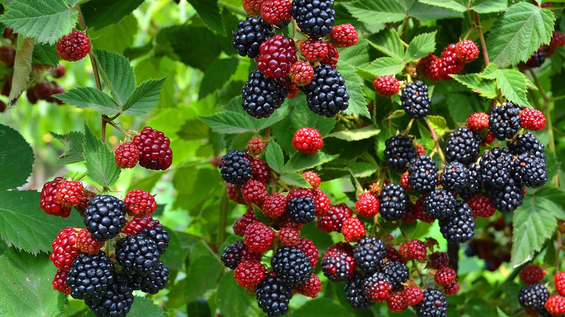 Brombeeren: Wie anbauen und pflegen?