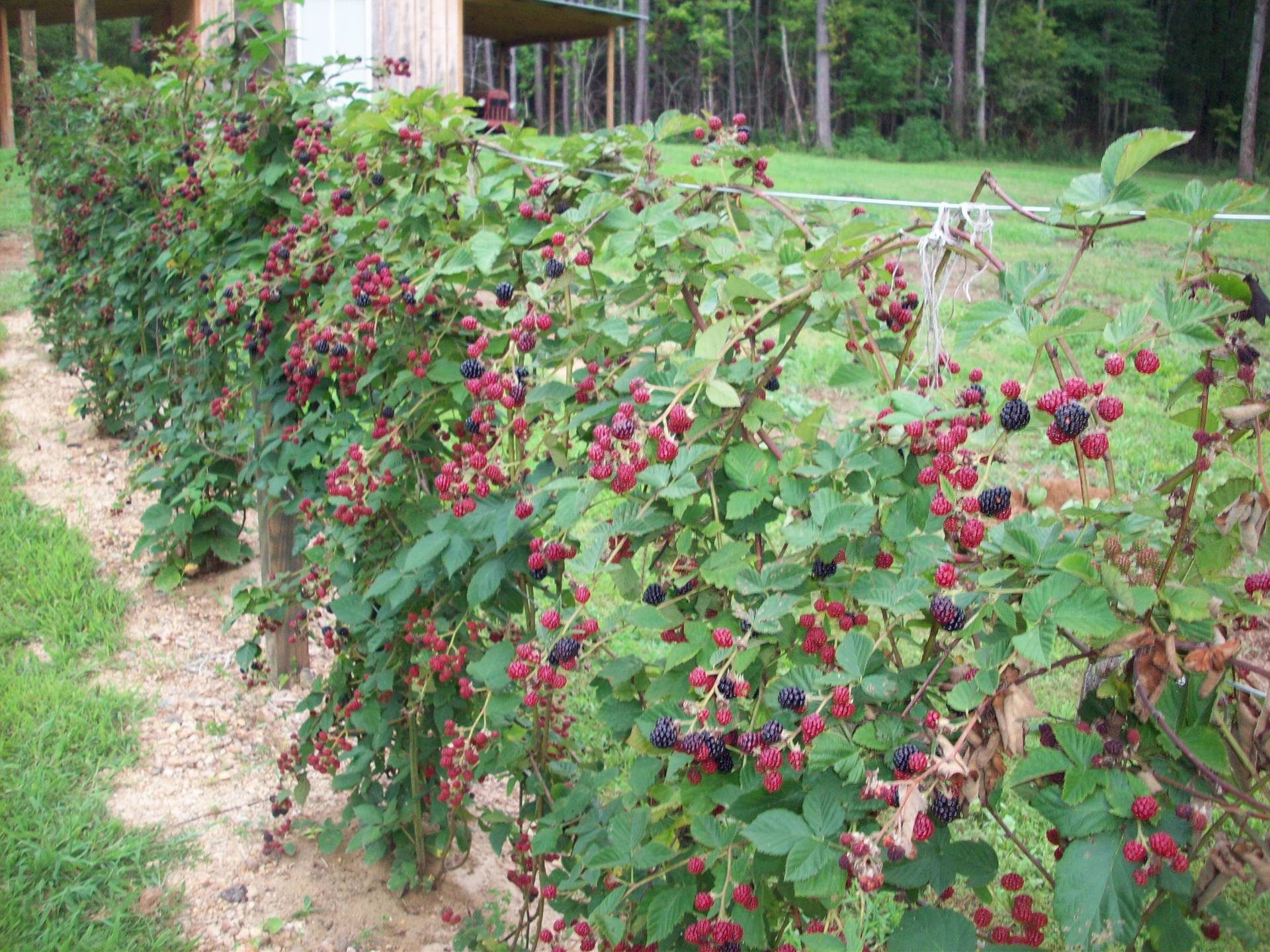 Pflanzung von Brombeeren im Herbst – Zeitpunkt