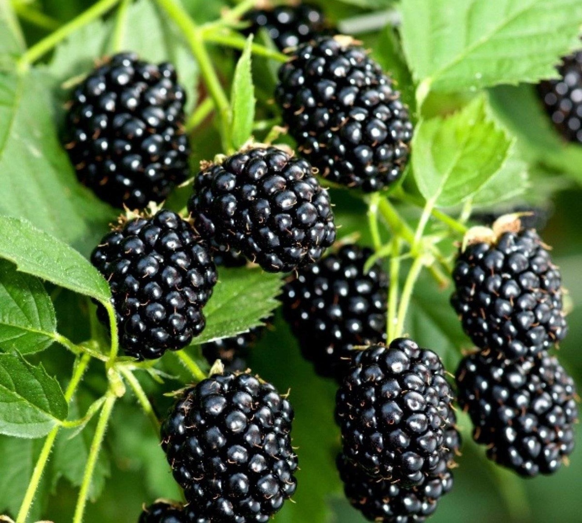 Pflanzung von Brombeeren im Herbst mit Setzlingen
