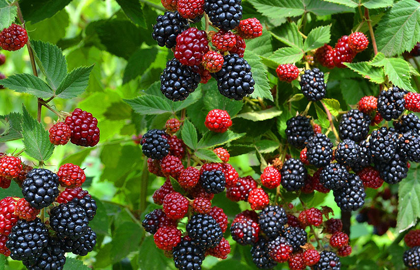 Pflanzung von Brombeeren im Frühjahr mit Setzlingen