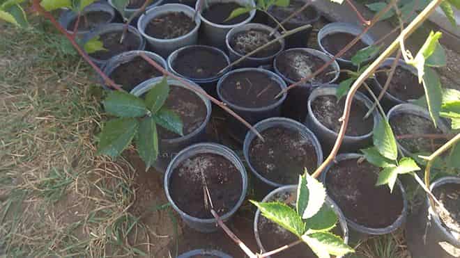Vermehrung von Brombeeren durch Absenker (Triebspitzen)