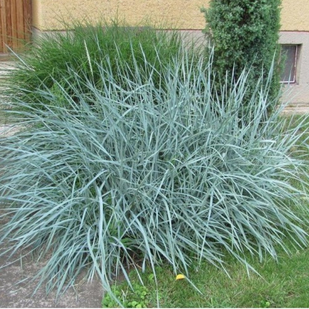 Pflanze Blauschwingel