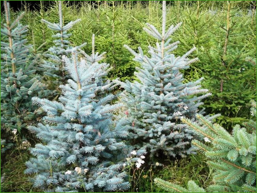 Pflege der Blaufichte nach dem Pflanzen