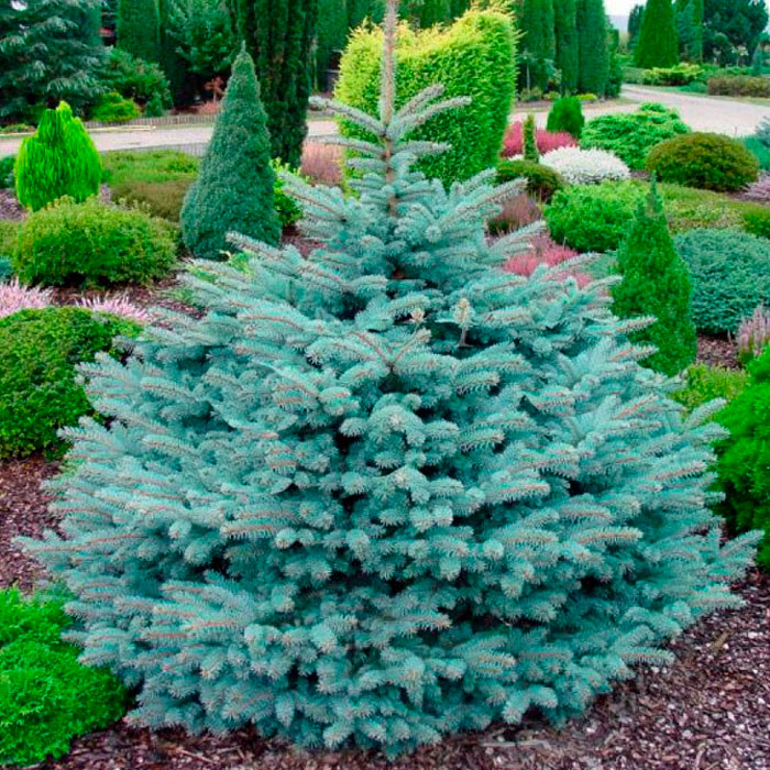 Blaufichte Glauca Globosa Pflanzung und Pflege
