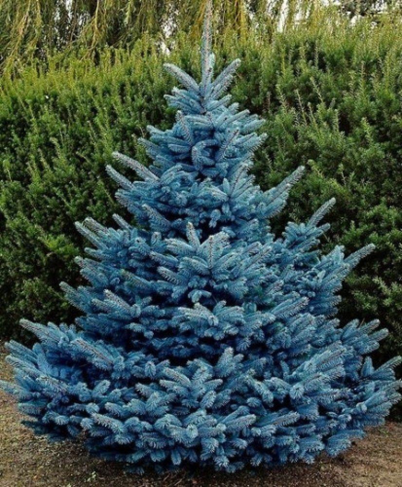 Pflanzung der Blaufichte im Herbst