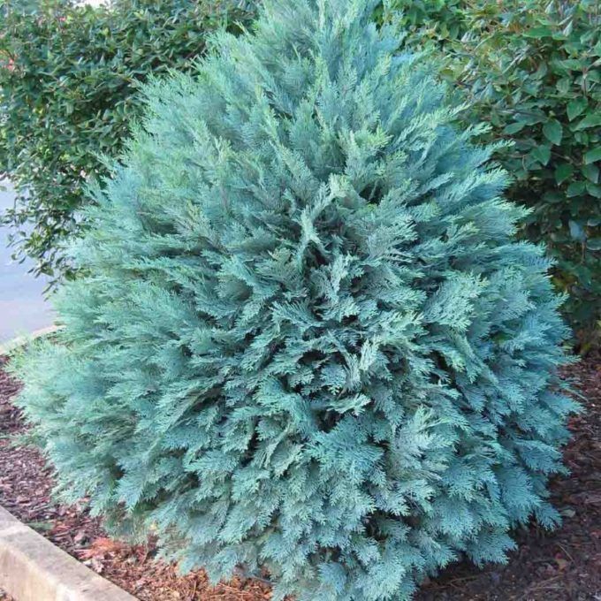 Blaue Thuja: Pflanzung und Pflege