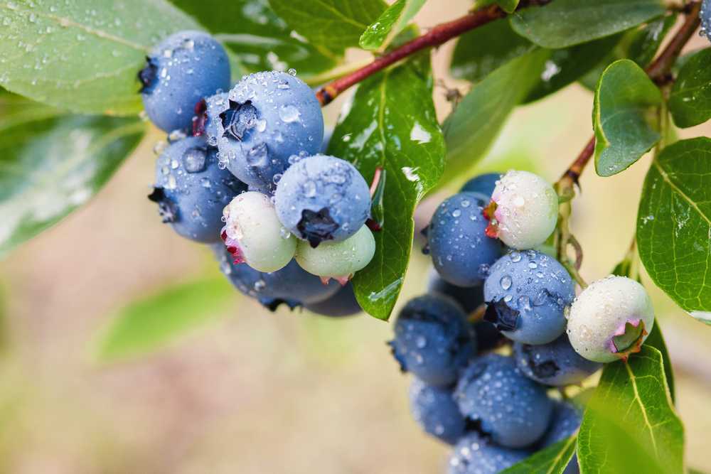 Heidelbeeren im Herbst pflanzen: wann und wie?